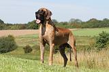 DOGUE ALLEMAND 064